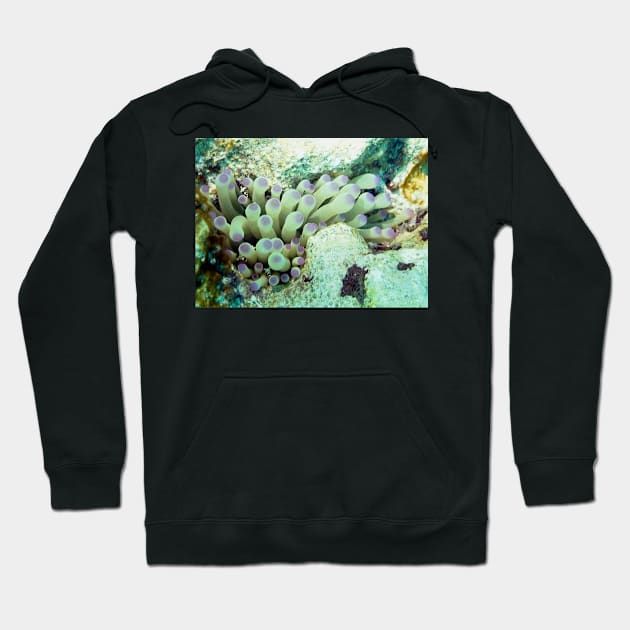 Purple Tipped Giant Sea Anemone and Cleaner Shrimp Hoodie by Scubagirlamy